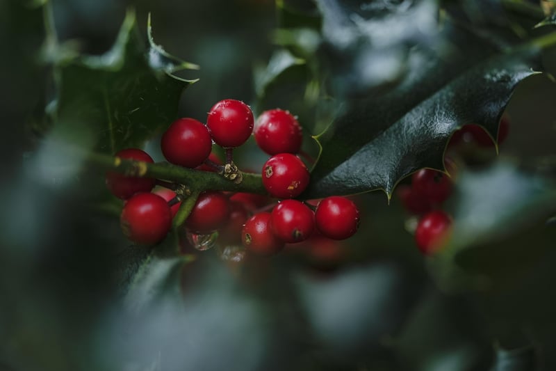 Berries